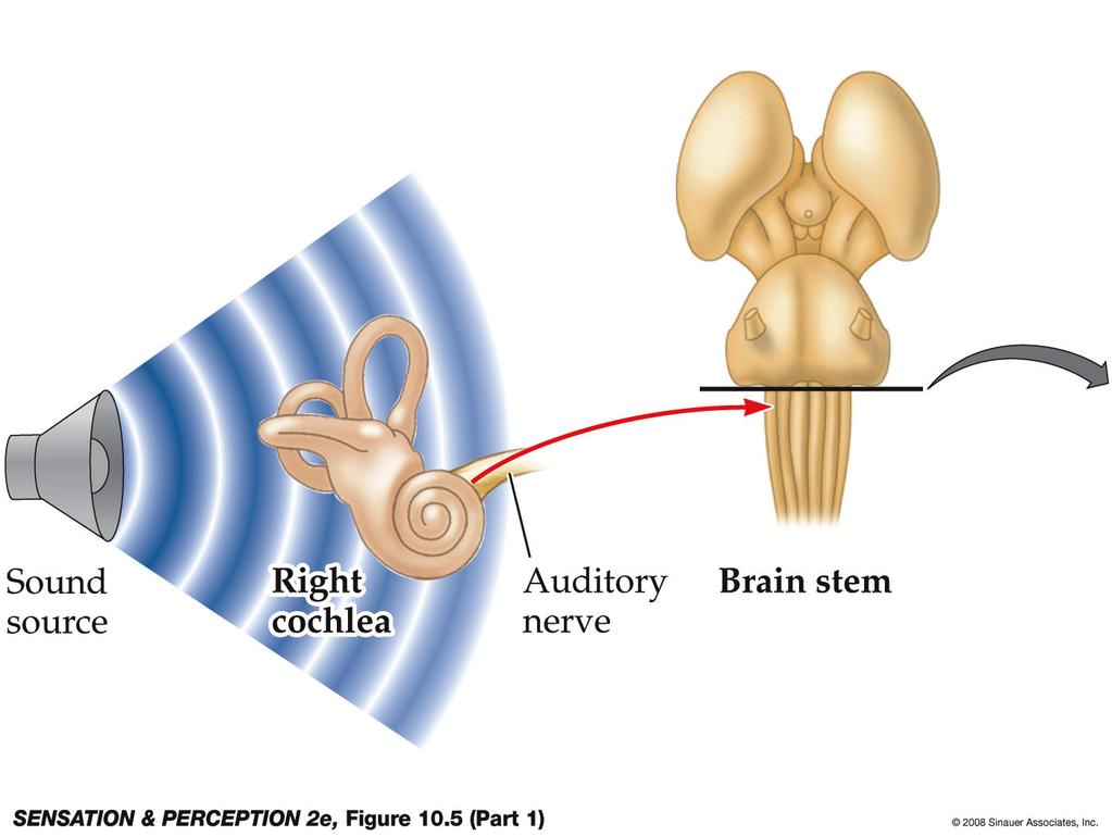 Lateral superior olive (LSO): relay station in the brainstem where inputs from both ears contribute