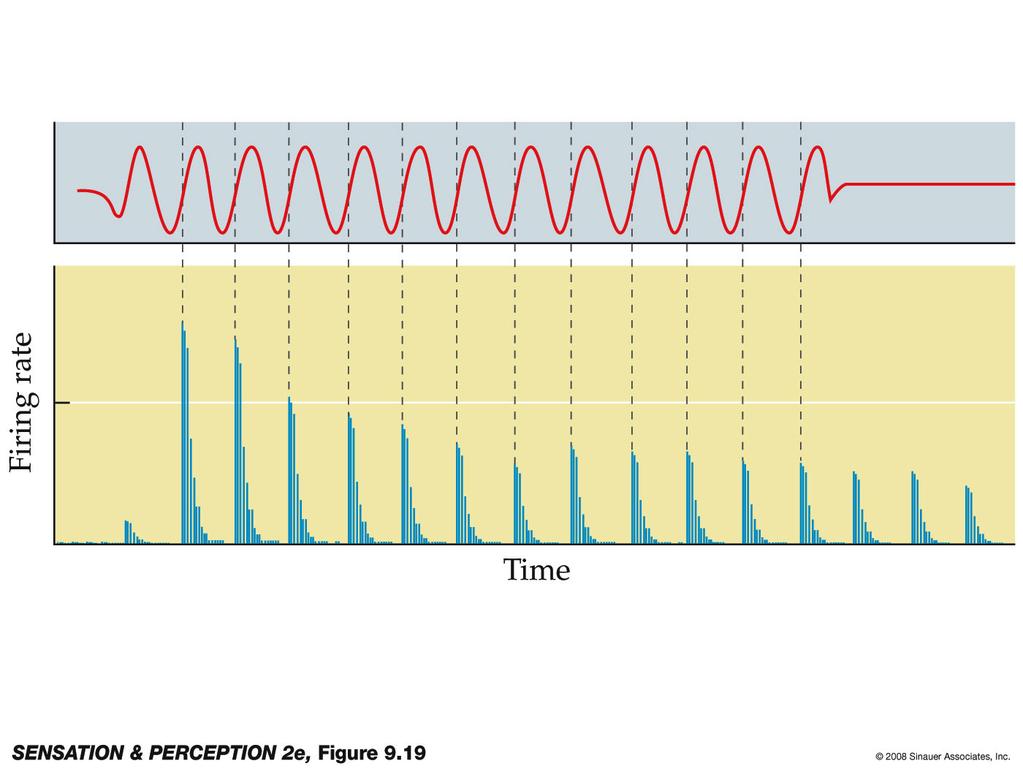 Phase locking: Firing locked to period of a sound wave example of a temporal code Histogram showing