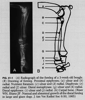 distal ulnar physeal closure Distal ulnar physis = responsible for 100% of bone length distal to elbow Usually closes btwn 220 & 250 days of age Signs l Cranial &