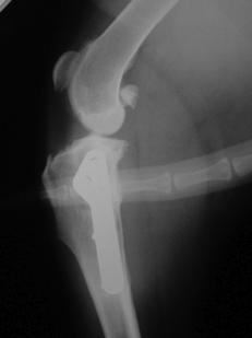 l Tibial Plateau Levelling Osteotomy l Tibial tubercle