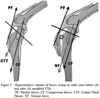 The tibialis anterior is also lifted in order to saw the