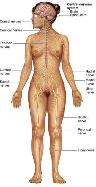 Nervous System: Primary Organs Brain Spinal cord Sensory receptors
