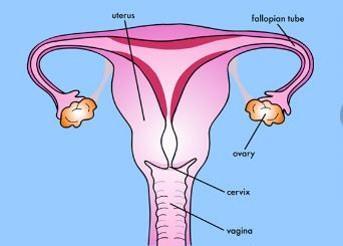 Menstruation This video explains what happens during