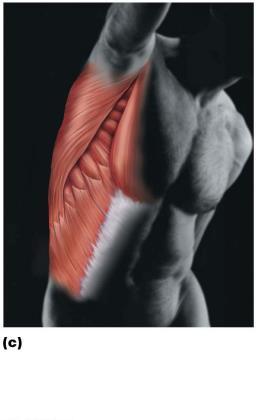 Skeletal muscles Bones Joint Skeletal System Protects and supports body organs, and provides