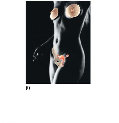 Testes produce sperm and male sex hormone, and male ducts and glands aid in delivery of sperm to the female reproductive tract.