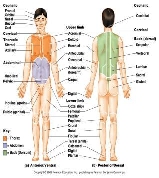 anatomical position and left refer to the body being viewed, not right and left of observer Regional Terms Regional terms designate