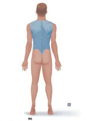 (genital) Thorax Abdomen Anterior/Ventral Upper limb Acromial Brachial (arm) Antecubital Antebrachial (forearm) Carpal (wrist) Manus