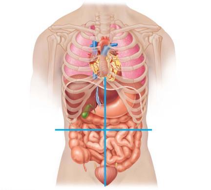 of large intestine Initial part of sigmoid colon Urinary bladder Anterior view of the nine s showing the superficial organs Figure. The four abdominopelvic quadrants.