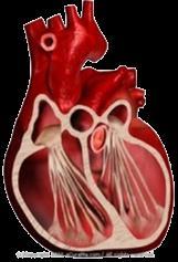 HEART FAILURE MEDICAL USE FOR ACE-Inhibitors ACE inhibitors have proven to be very effective in the treatment of heart failure caused by systolic dysfunction (e.g.