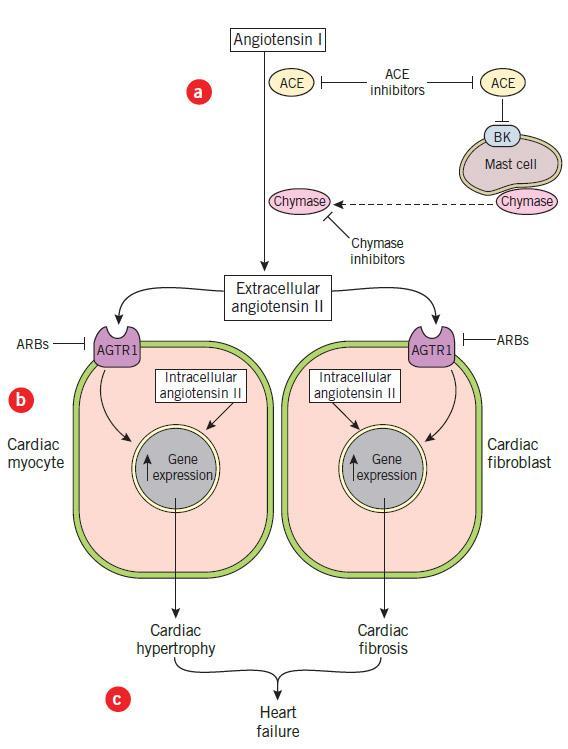 AT1 RECEPTOR ANTAGONISTS (ARBs) ACE inhibitor escape occurs when the drugs induce increased extracellular levels of bradykinin (BK), which binds its receptor on cardiac mast cells and triggers