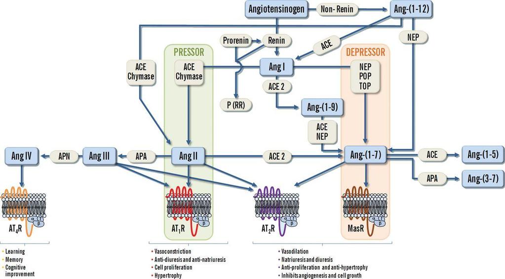 ANGIOTENSIN II When renin is released into the blood, it acts upon a circulating substrate, angiotensinogen, that undergoes proteolytic cleavage to form the decapeptide angiotensin I.