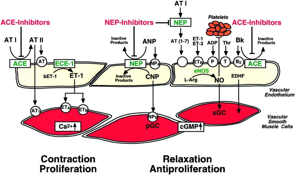 The proposed synergistic effect of neutral endopeptidases (NEP) and ACE inhibition is based on similar modes of action, including blockade of ang