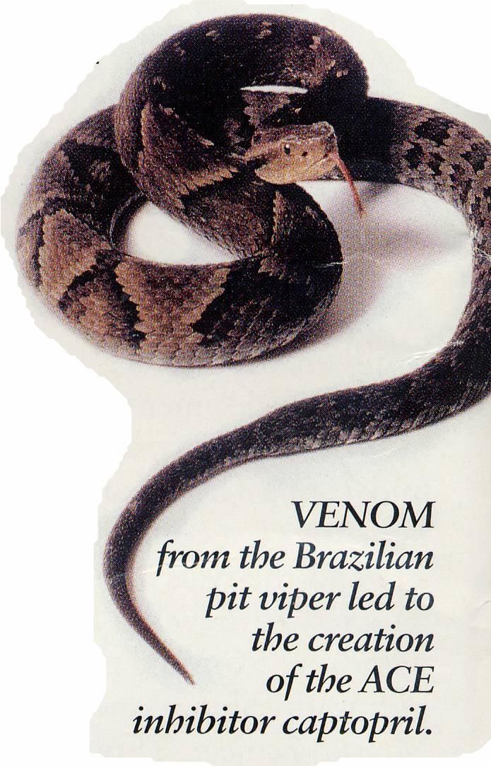 ANGIOTENSIN CONVERTING ENZYME INHIBITORS (ACE-I) in 1965 brasilian Dr Sergio Ferreira reported a 'bradykinin potentiating factor (BPFs) TEPROTIDE among components of the venom from bothrops jararaca,
