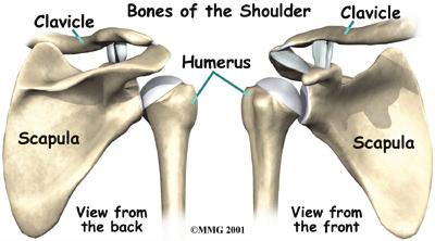 The shoulder is made up of three bones: the scapula (shoulder blade), the humerus (upper arm bone,) and the clavicle (collarbone).