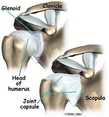 the glenoid into a deeper socket that molds to fit the head of the humerus. Surrounding the shoulder joint is a watertight sac called the joint capsule.