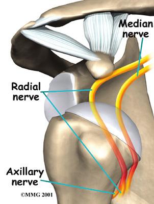 If the joint capsule gets stretched out and the shoulder muscles become weak, the ball of the humerus begins to slip around too much within the shoulder.