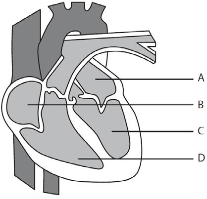 (c) Figure 1 shows a cross-section of the heart. Identify the left ventricle. Figure 1 A [ ] B [ ] C [ ] D [ ] (d) Which one of the following describes a second class lever system?
