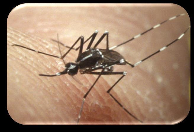 Zika Virus Vectors: Aedes Mosquitoes Aedes species mosquitoes Ae aegypti more efficient vectors for humans Ae albopictus Also transmit dengue and chikungunya viruses Lay eggs in