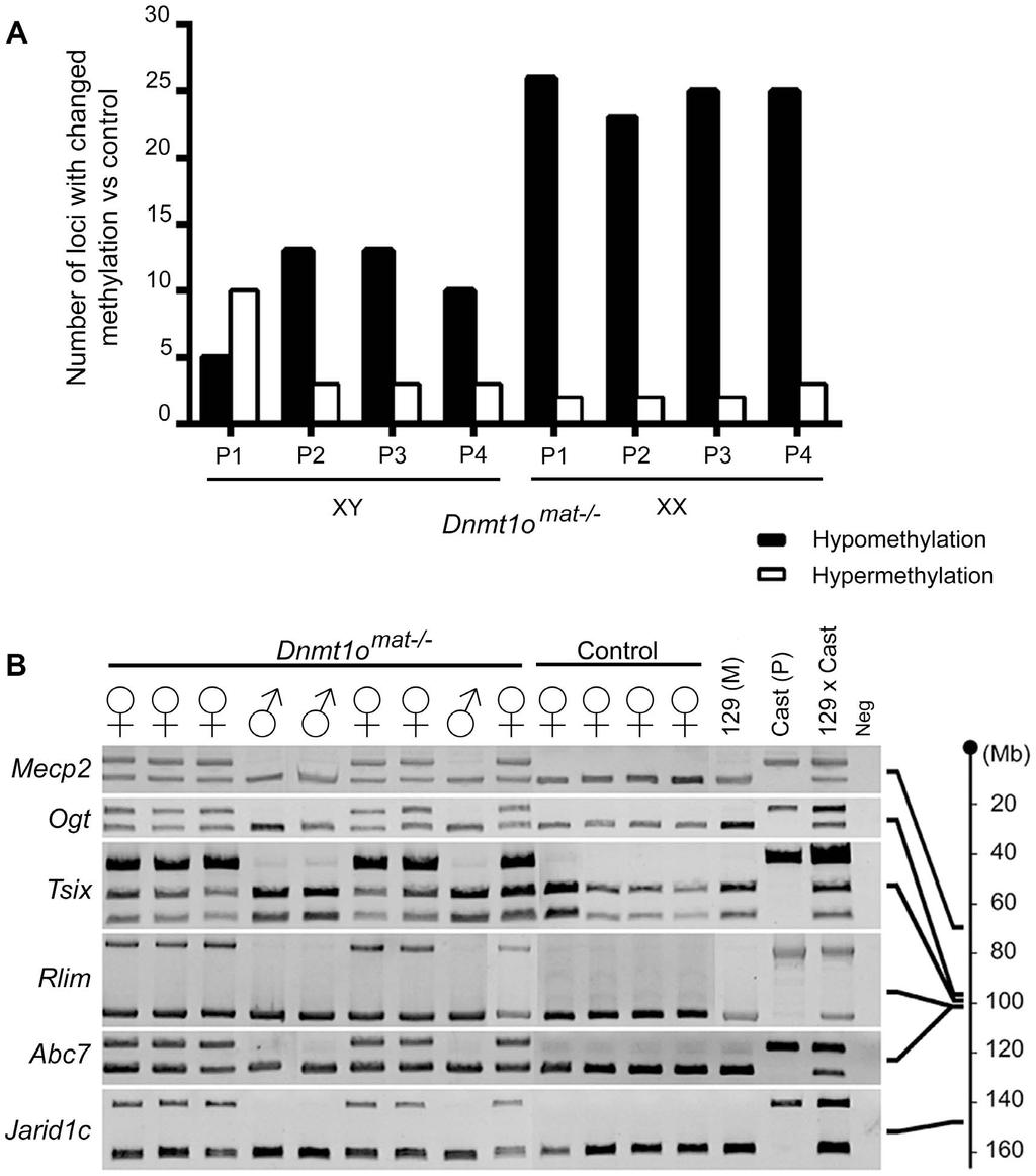 Figure 4. DNA methylation and allelic expression analyses of Dnmt1o mat2/2 female placentae.