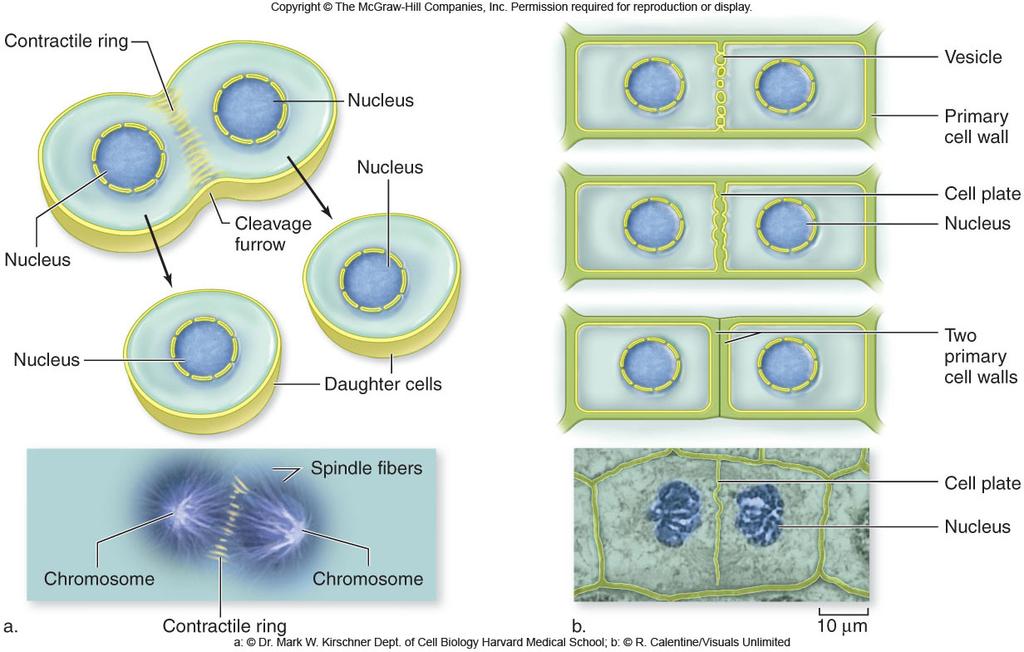 Cytokinesis Animal cells cleavage furrow results from