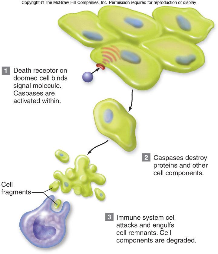 Killer enzymes dismantle the cells destined for death Caspases apoptosis specific enzymes.