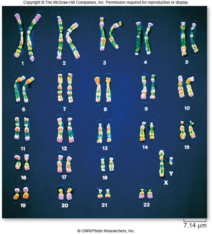 Karyotype Most human cells have 46 chromosomes. 23 from each parent. Somatic or body cells. Diploid 2 full sets of genetic information. Pair members look alike (not genetically identical).