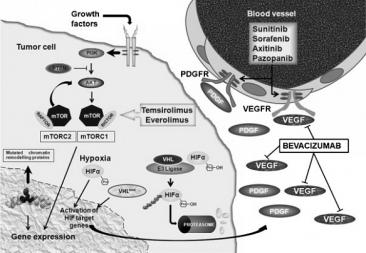 cancer cells VEGF/R Inhibitors Block Tumor Angiogenesis Anti- VEGF antibody: Bevacizumab Anti- VEGFR small molecule TKIs: Sorafenib Sunitinib Pazopanib