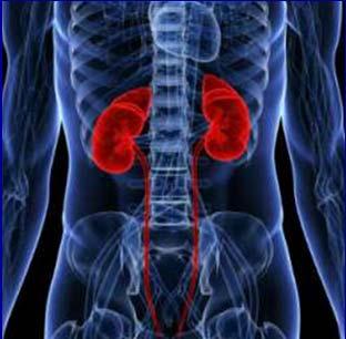 Facts about kidney cancer that influence cancer management choices Where are your kidneys?