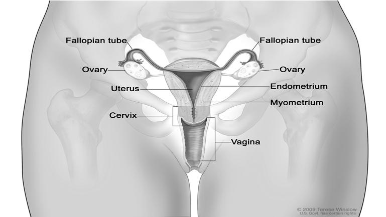 ANATOMY 7 LAYERS OF THE UTERUS Endometrium Functional