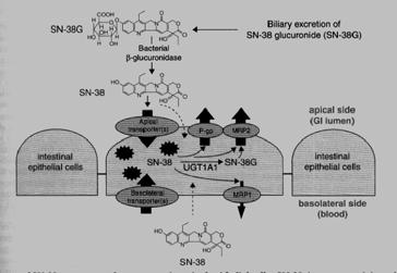 Warfarin increase serum phenytoin levels and prolong the serum half-life of phenytoin by inhibiting its