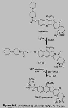 changes Bioactivation and UDP Conjugation: Irinotecan Irinotecan cancer drug (mostly colon cancer).