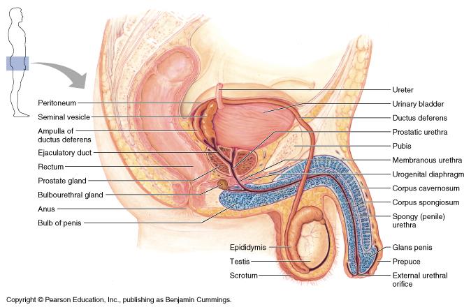 Accesory glands for semen BULBOURETHRAL (PAIRED) inferior to prostate within urogenital diaphragm empties into spongy urethra Function: produce mucous neutralize urine in urethra lubricate semen for