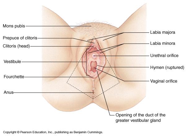 External Genitalia- Female mons pubis:fatty pad over pubic symphysis labia major: fatty skin folds labia minor: