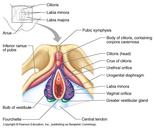 20, 21 major vestibule: created by labia minor; opening for urethra and vagina greater vestibular glands: either