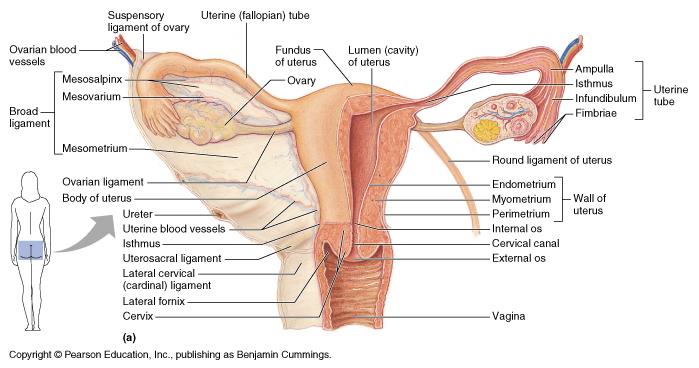 Uterine Tubes = Oviducts = Fallopian Tubes from near ovaries to uterus Run lateral(ovary) to medial (uterus) infundibulum expanded, proximal portion fimbrae on edges Movement of Ova in Oviduct