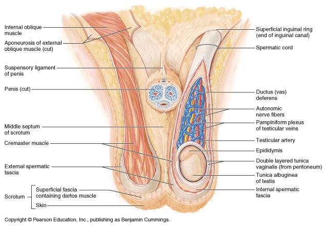 Epididymis Contains efferent ductules: : tube from rete testis to duct of
