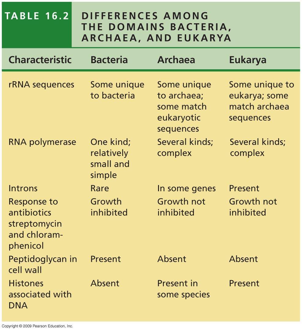 Archaea are more closely