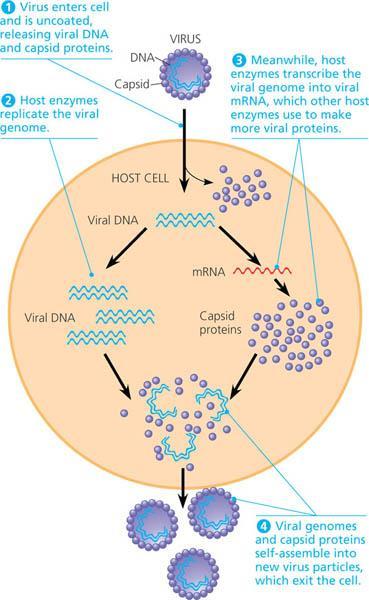 (In general) How viruses replicate viral genome enters host cell; mechanism varies by virus host enzymes replicate viral genome host enzymes transcribe viral genome into viral