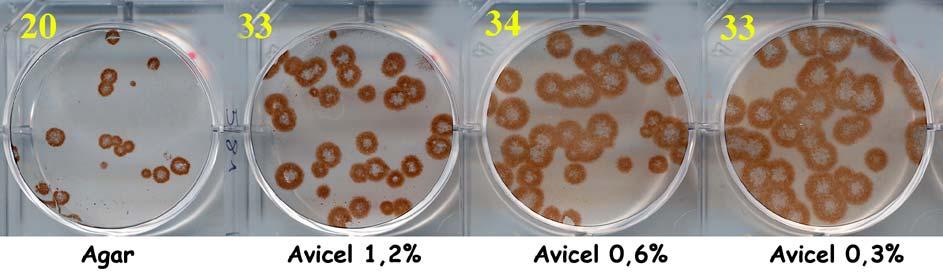 Plaque assays under Avicel vs agar influenza virus A/Memphis/14/96 (H1N1) - Plaques are bigger; size can be