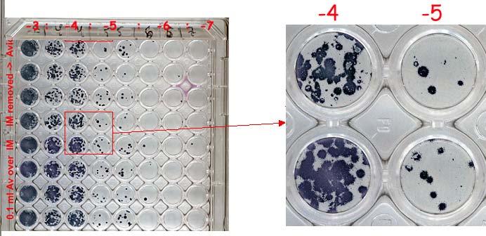 Assay variants in 96-well plate Viral inoculum was removed before adding Avicel overlay ---------------------------