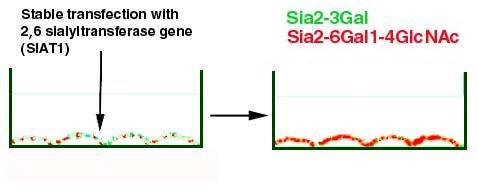 Preparation of a cell line for resistance assay: overexpression of SIAT1 in MDCK cells SIAT1