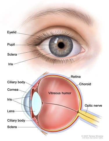 Anatomy Uveal tract is the vascular supporting layer of the eye 80% choroid, 10-15% ciliary body, <5-10% the iris