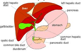 Differential Diagnosis of Epigastric Pain Peptic Ulcer Disease Pancreatitis Biliary Colic