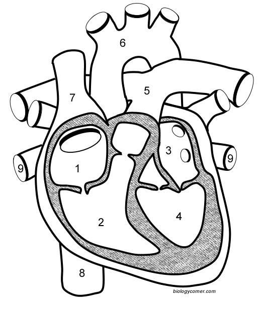 1. Structure of the Heart: Pericardium: protective membrane surrounding heart. Myocardium: heart muscle enables it to contract 24 hour seven days a week 4 chambers double pump: 1.