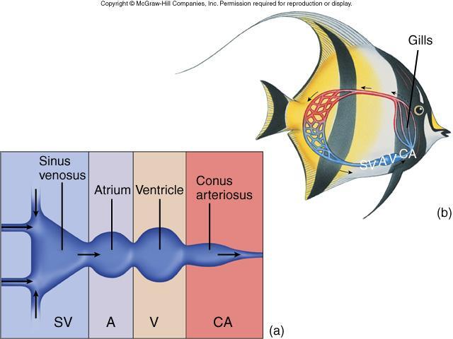 Fish Circulation Heart pumps blood to the gills to be re-oxygenated (gill circulation) after which blood flows to rest of body and back to the heart in