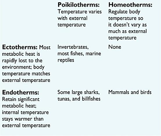 body temp of a homeotherm is relatively constant Balancing Heat Loss and Gain v Organisms exchange heat