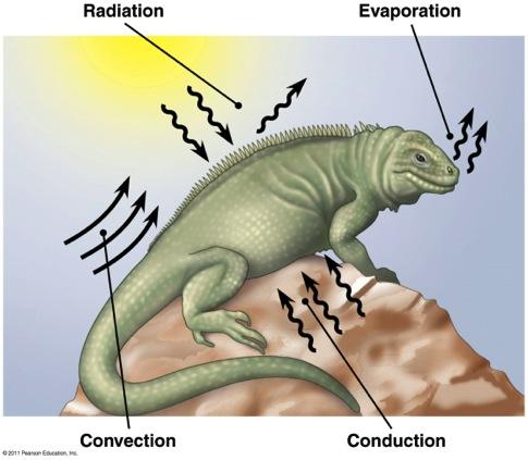 Conduction Heat regulation in mammals v Heat regulation in mammals often involves the integumentary :