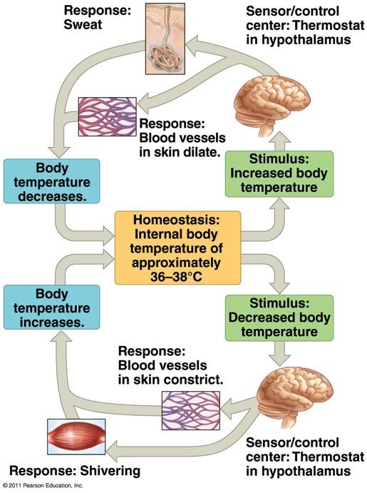 Acclimatization in Thermoregulation Physiological Thermostats and Fever v Birds and mammals can vary their insulation to acclimatize to seasonal temperature changes