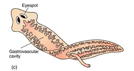 Transport System in Invertebrates Flatworms have a