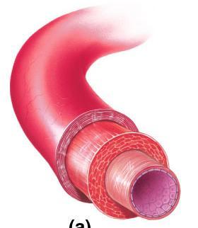 Arteries: Built for high pressure pump Arteries thicker walls provide strength for high pressure pumping